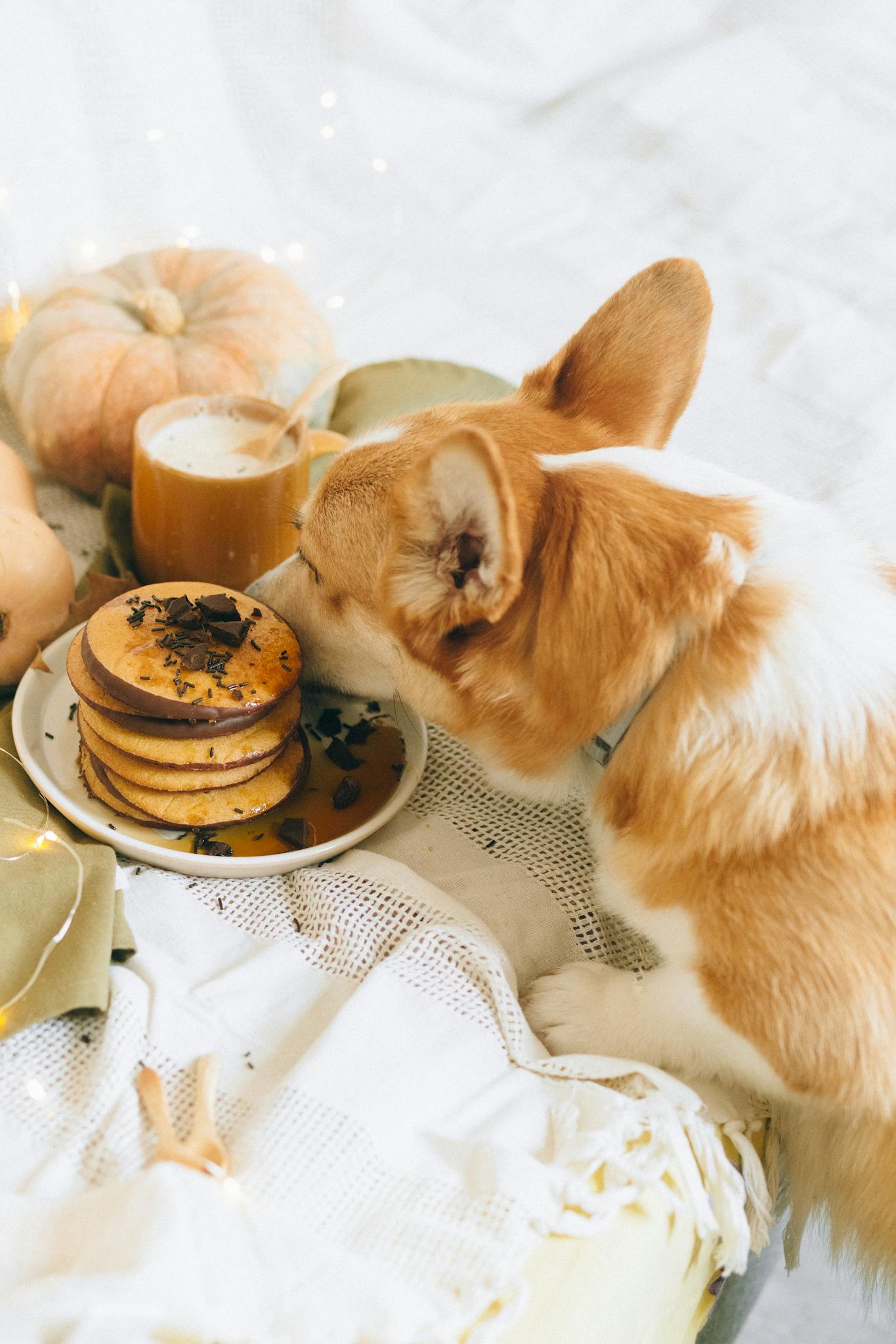 A cute corgi sniffs at pancakes on a cozy fall morning with pumpkins.