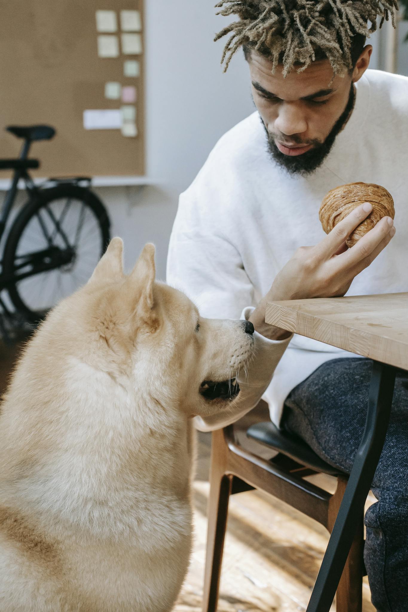 Curious fluffy Akita Inu dog sitting near crop young African American male owner having breakfast with croissant at table in kitchen